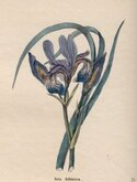 Siberian Iris Fleur de Lis