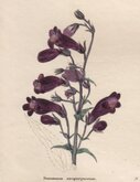Dark Purple Penstemon