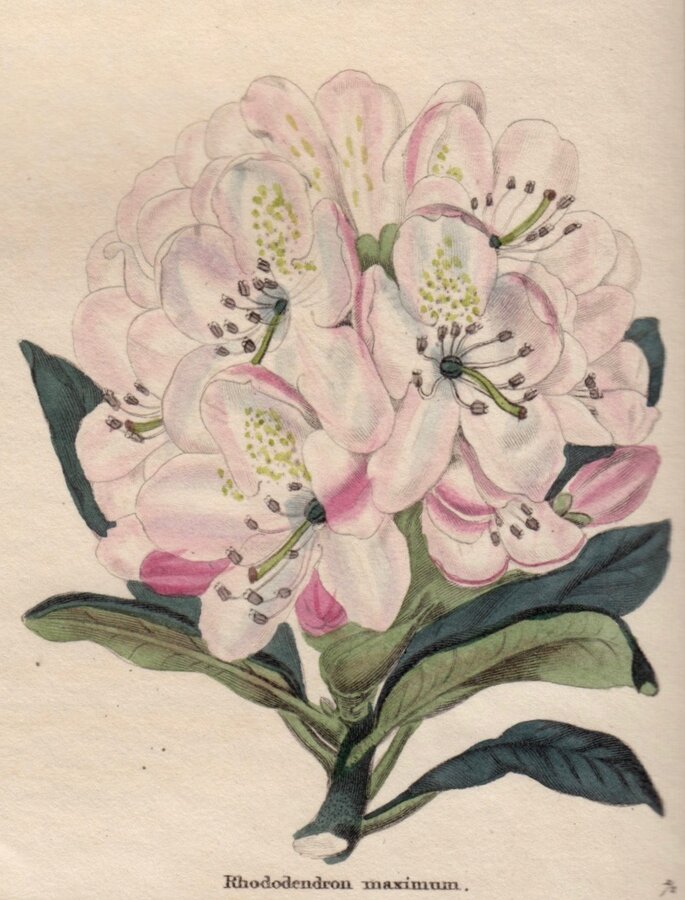 Large Rhododendron