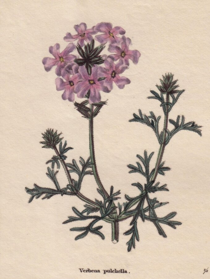 Pretty Verbena