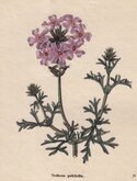 Pretty Verbena