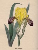 Variegated Iris