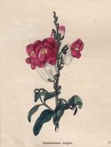 Great Snap Dragon