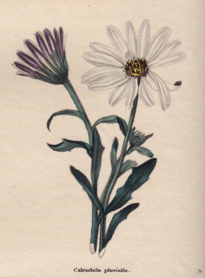Small Cape Marigold