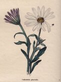 Small Cape Marigold