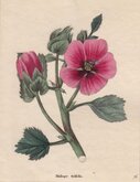 Trifid Malope