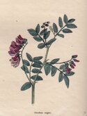 Black Bitter Vetch