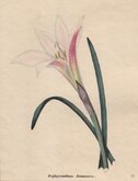 Atamasco Lily