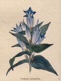 Swallow Wort Leafed Gentian