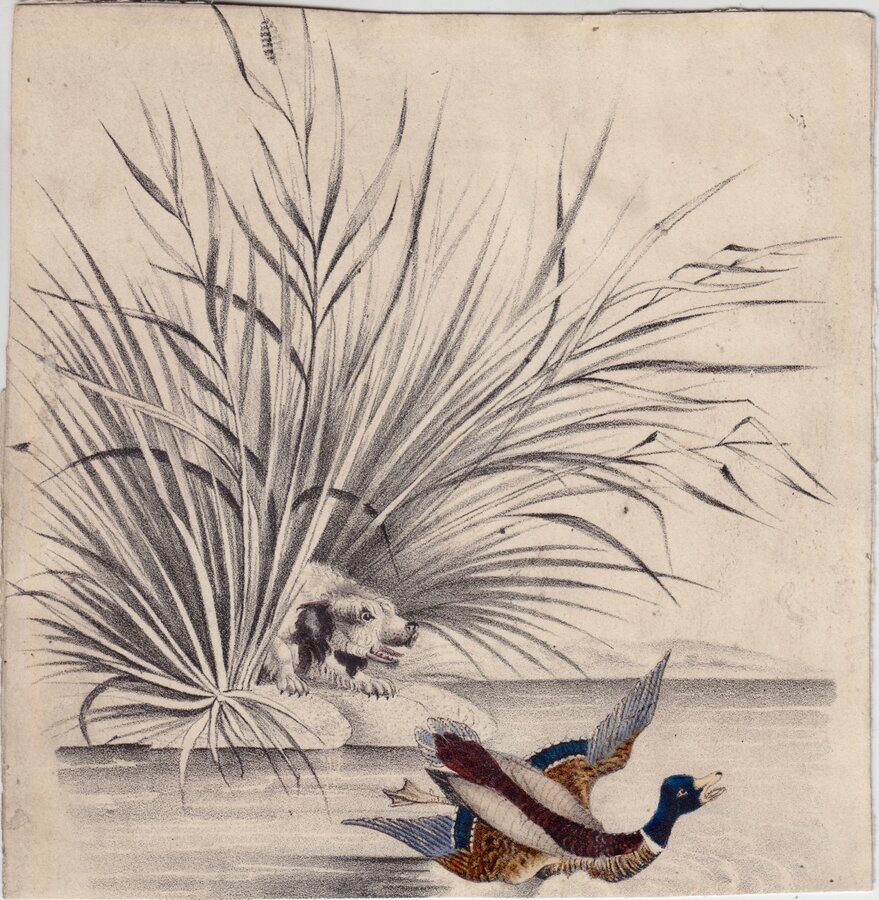 Dog and Mallard