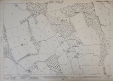 Little Hampden Bucks