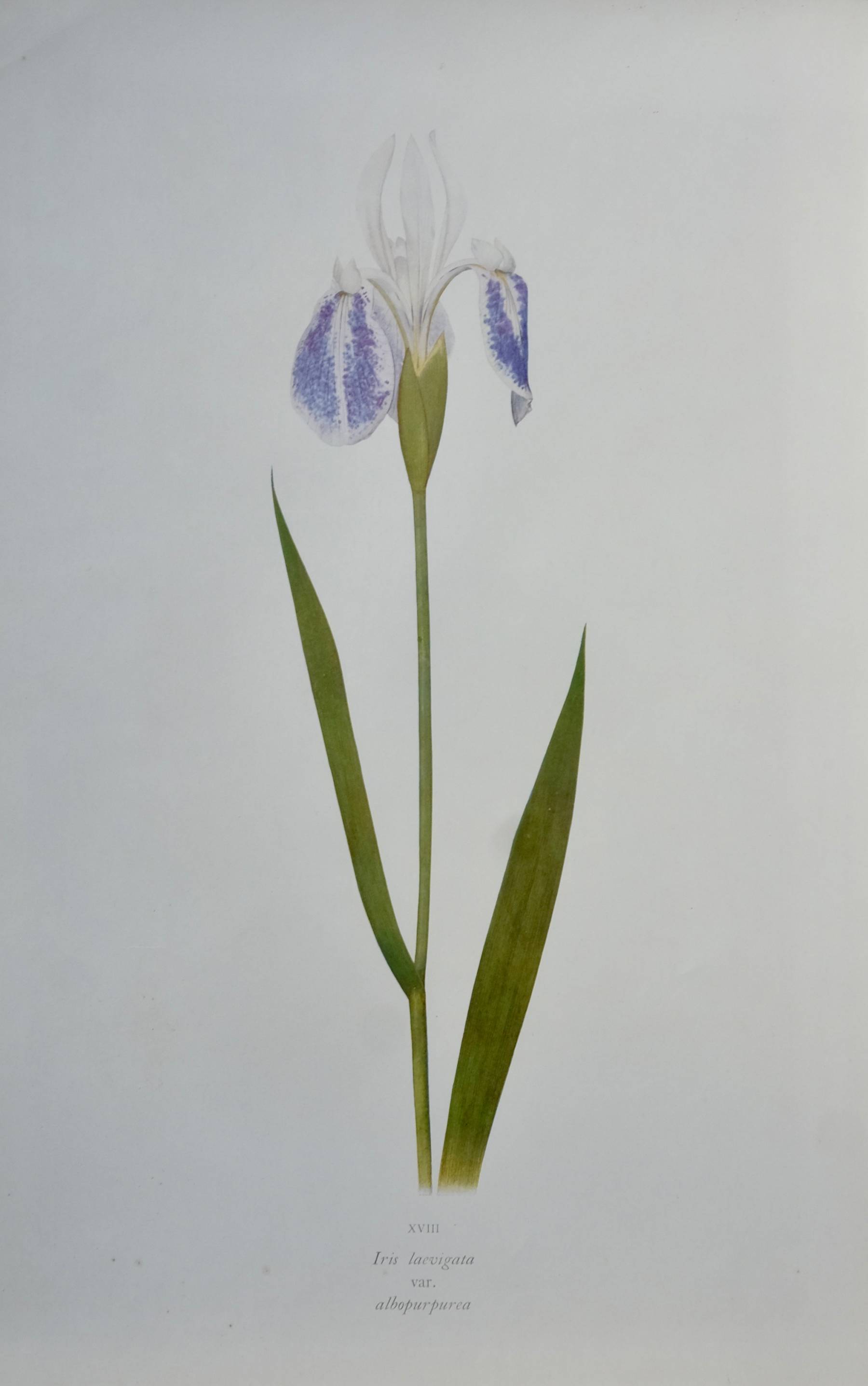 5 Iris prints