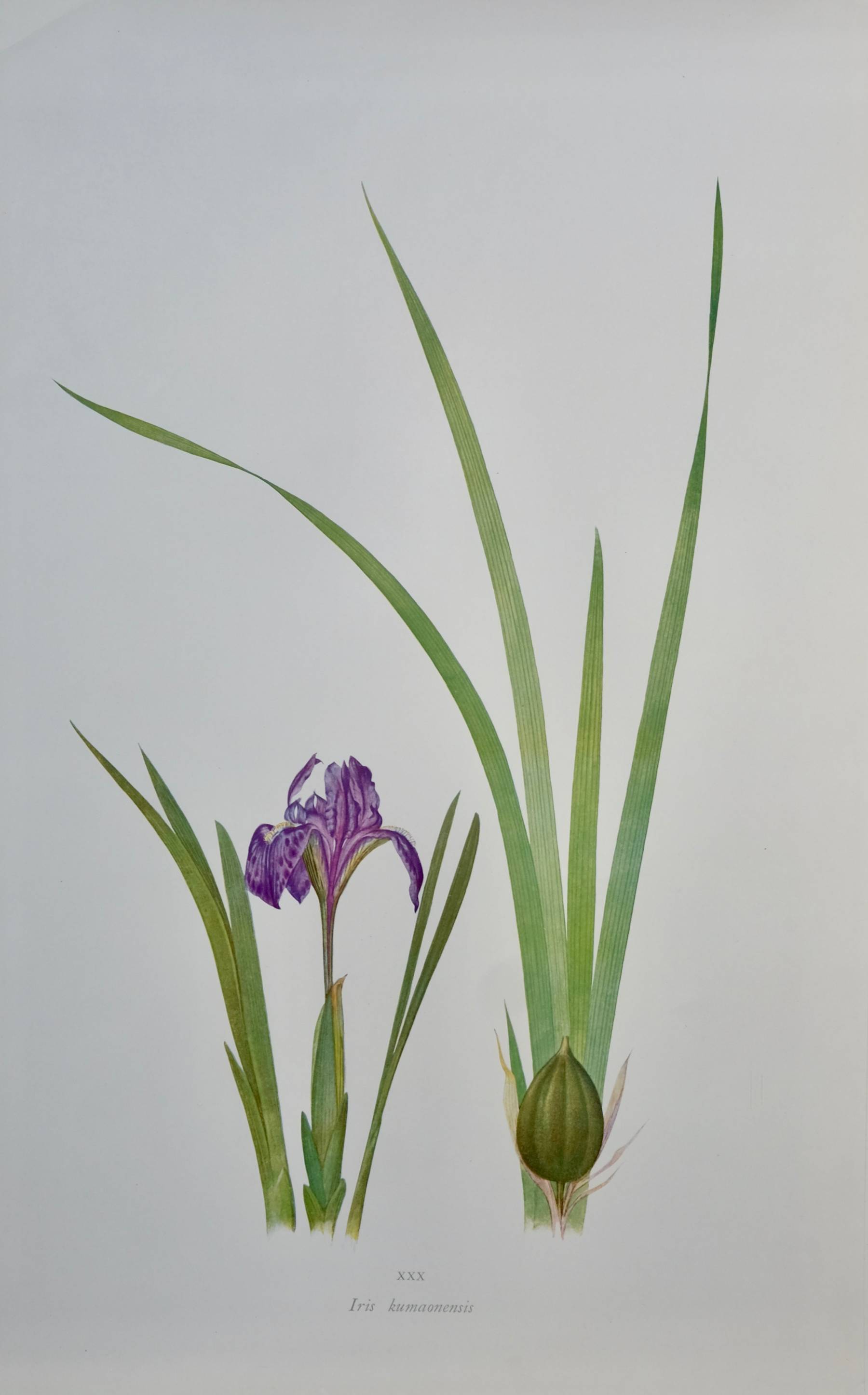 5 Iris prints