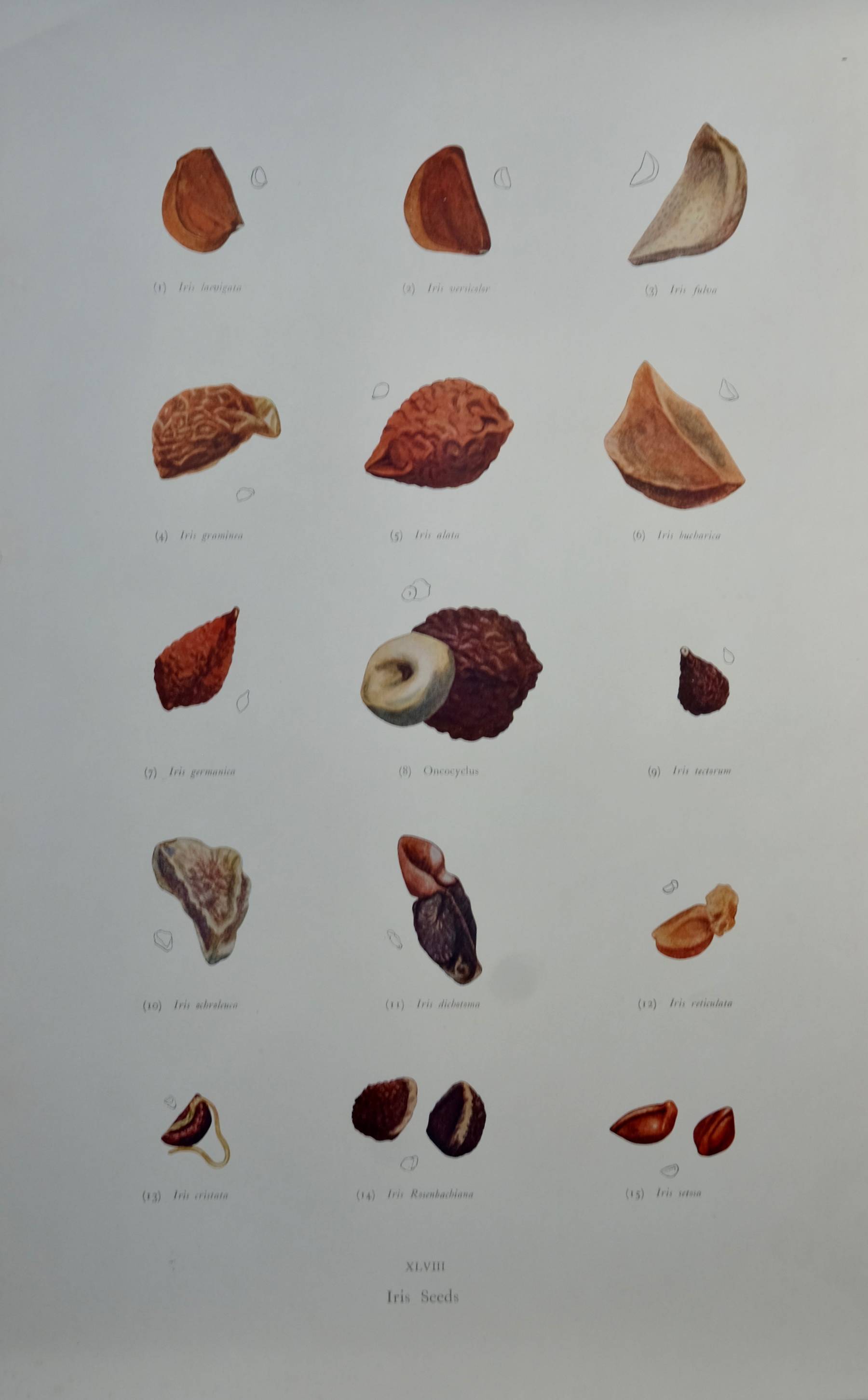 5 Iris prints