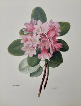 Botanical