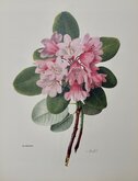 Rhododendron orbiculare