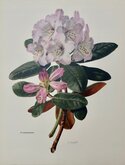 Rhododendron campanulatum