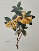 Rhododendron concatenans