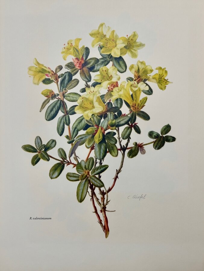 Rhododendron valentinianum
