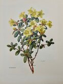 Rhododendron valentinianum