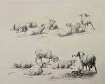 Sheep