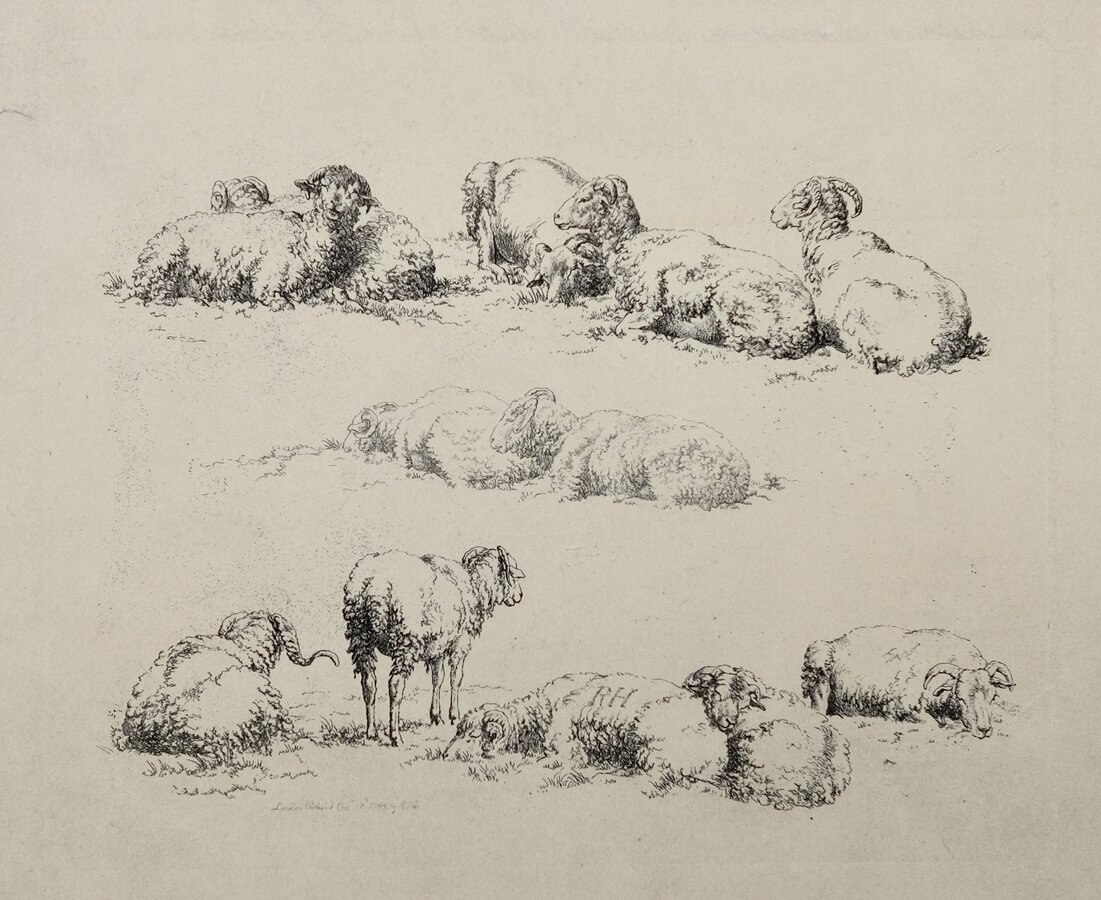 Sheep 