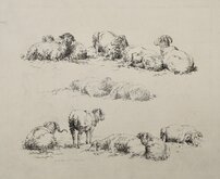 Sheep 